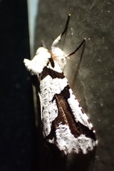 Declana egregia