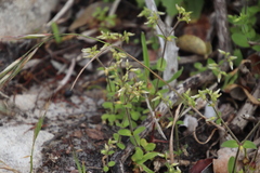 Cerastium capense