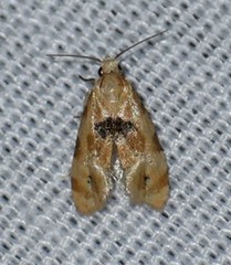 Spinipogon harmozones