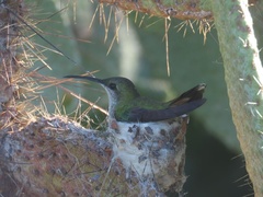 Anthracothorax dominicus