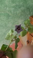 Dictyanthus reticulatus