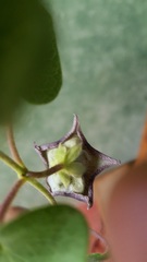 Dictyanthus reticulatus