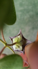 Dictyanthus reticulatus