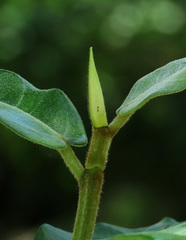 Ficus drupacea