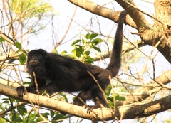 Black Howler photo 3