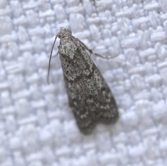 Heteromicta pachytera