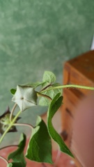 Dictyanthus reticulatus