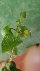 Dictyanthus reticulatus