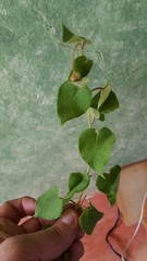 Dictyanthus reticulatus