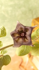 Dictyanthus reticulatus