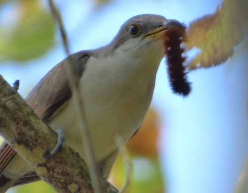 Yellow-billed Cuckoo