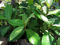 Ficus drupacea
