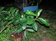 Ficus drupacea
