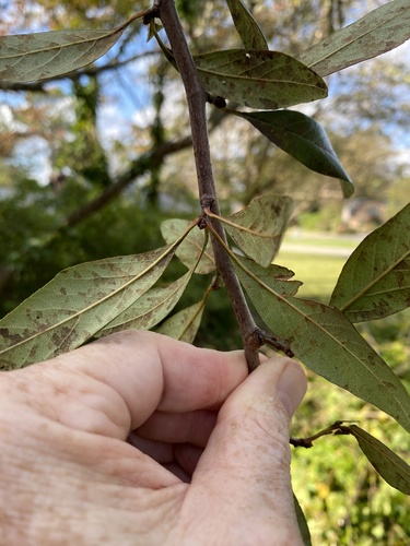 Crataegus opaca, photograph 4