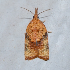 Platynota flavedana