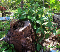 Ficus drupacea