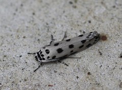 Ethmia sphaerosticha
