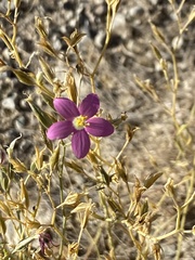 Zeltnera arizonica