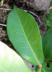 Ficus drupacea