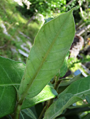 Ficus drupacea