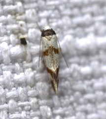 Isomoralla gephyrota