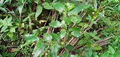 Piper tuberculatum
