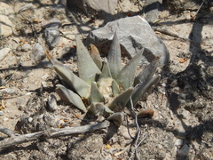 Ariocarpus retusus retusus