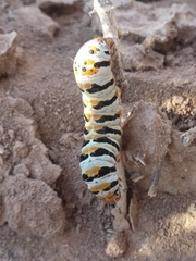 Euscirrhopterus gloveri