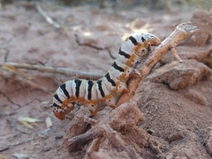 Euscirrhopterus gloveri