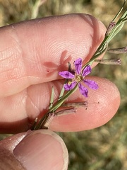 Lythrum californicum