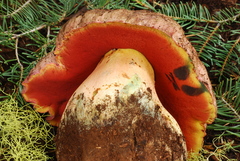 Rubroboletus haematinus