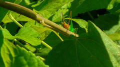 Conocephalus saltator