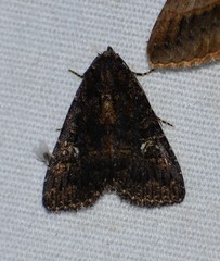 Condica albigera