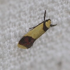 Crepidosceles timalphes