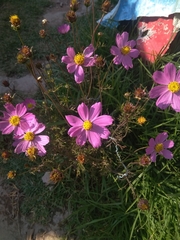 Cosmos bipinnatus