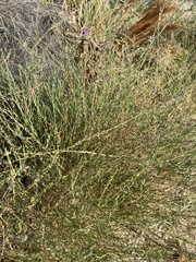 Lythrum californicum