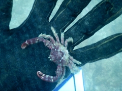 Mithrax