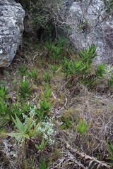 Aloiampelos commixta