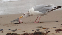 American Herring Gull photo 6
