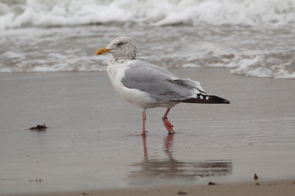 Gulls