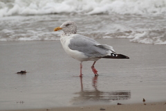 American Herring Gull photo 4
