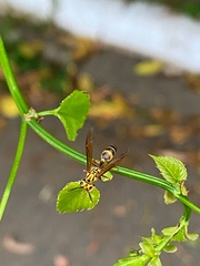 Polybia fastidiosuscula