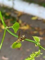 Polybia fastidiosuscula