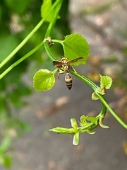 Polybia fastidiosuscula