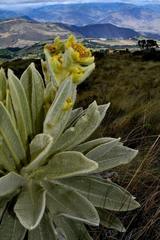 Espeletia pycnophylla