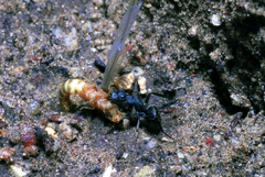 Camponotus leydigi
