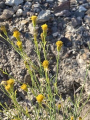 Porophyllum scoparium