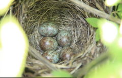 Zonotrichia leucophrys