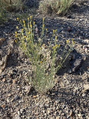 Porophyllum scoparium