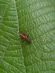 Camponotus lespesii